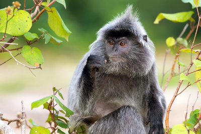 Bako Nationalpark, Borneo Reise