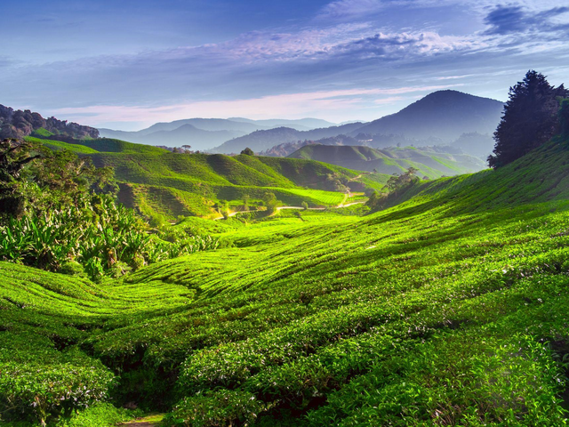 Teeplantage in den Cameron Highlands, Malaysia Reisen