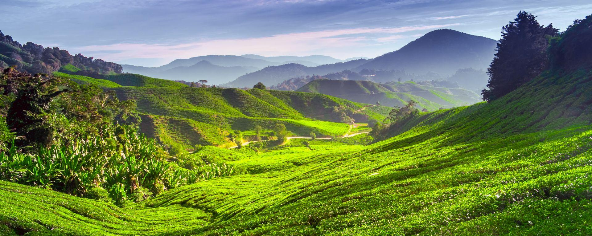 Teeplantage in den Cameron Highlands, Malaysia Reisen