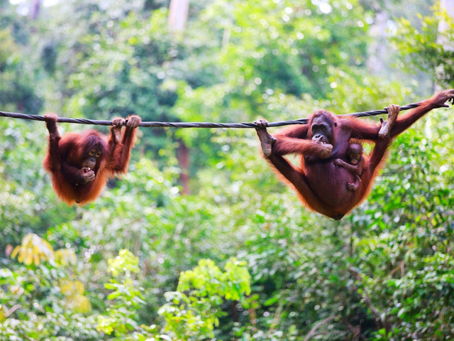 Orang Utans im Rehabilitationszentrum Sepilok, Borneo, Malaysia Reisen