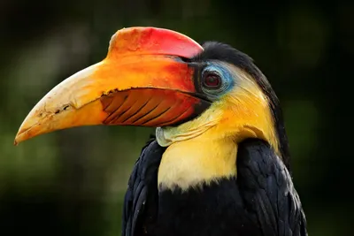 Malaysia, Borneo Naturreise, Nashornvogel