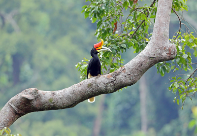Rhinozeros-Hornvogel, Malaysia Rundreise