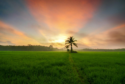 Reisfeld, Kelantan, Malaysia Reise