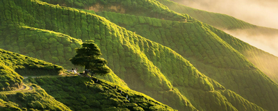 Cameron Highlans, Teeplantage, Malaysia Rundreise
