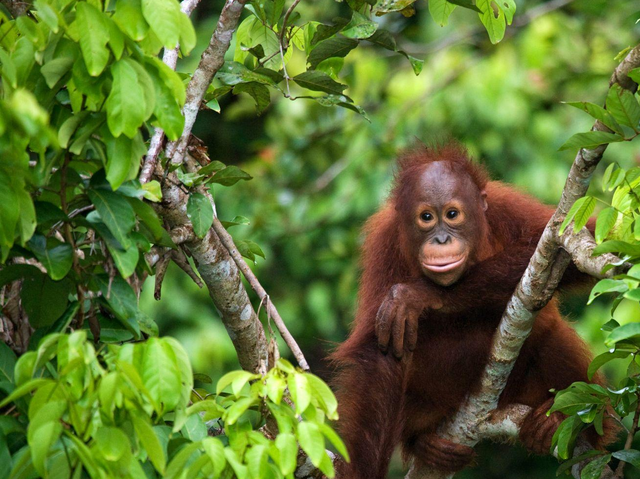 Orang Utan, Sumatra, Indonesien Reisen