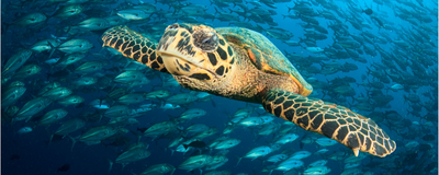 Reisen Malaysia, Schildkröte