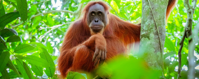 Orang Utan, Dschungel, Malaysia Reisen, Borneo 