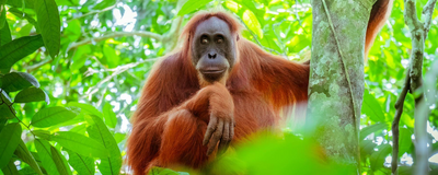 Orang Utan, Dschungel, Malaysia Reisen, Borneo 