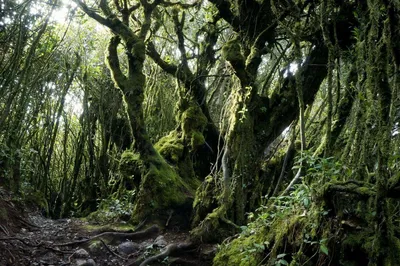 Wanderung durch den Bergwald der Cameron Highlands, Malaysia Rundreise 