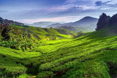 Cameron Highlands, Teeplantage, Malaysia Rundreise