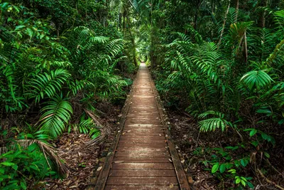 Wanderweg im Bako Nationalpark, Malaysia