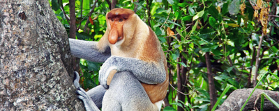 Nasenaffe, Borneo, Malaysia Reisen