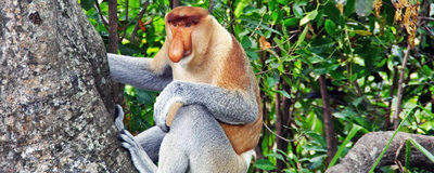 Nasenaffe, Borneo, Malaysia Reisen