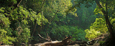 Regenwald, Malaysia Reisen 