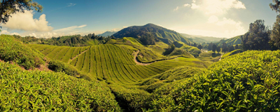 beeindruckende Cameron Highlands, Malaysia Reisen