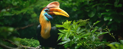 Hornbill, Malaysia Reisen