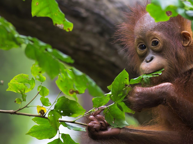 Kleiner Orang Utan auf Borneo, Malaysia Reisen