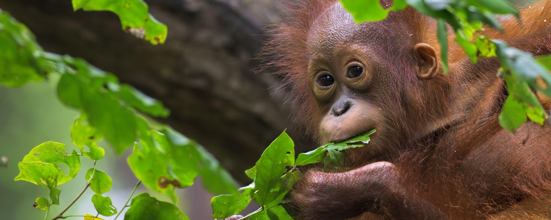 Kleiner Orang Utan auf Borneo, Malaysia Reisen