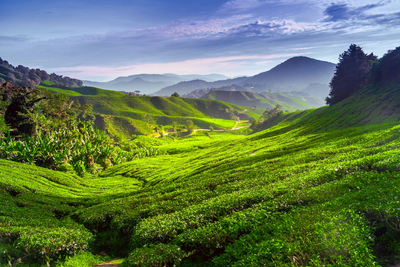 Teeplantage, Cameron Highlands, Malaysia Rundreise