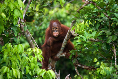 Junger Orang Utan, Malaysia Reise