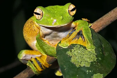 Flugfrosch, Nachtwanderung durch den Regenwald, Banding, Malaysia Rundreise