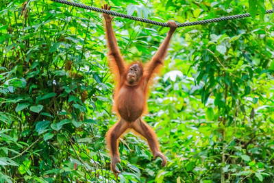 Semenggok-Orang Utan-Rehabilitationszentrum, Borneo Sumatra Rundreise, Malaysia