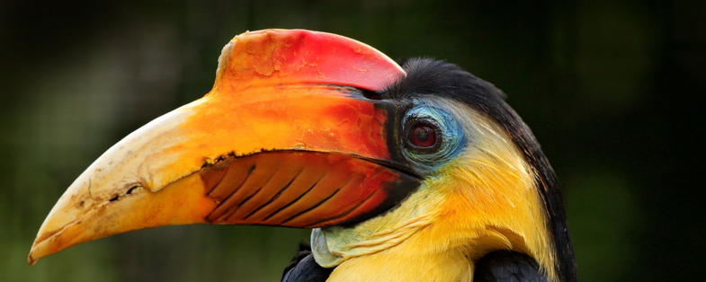 Nashornvogel in Borneo, Malaysia Reisen