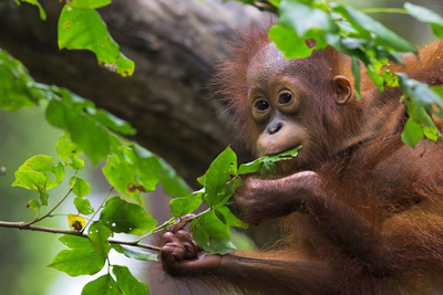 Orang Utan, Borneo Sumatra Rundreise, Indonesien