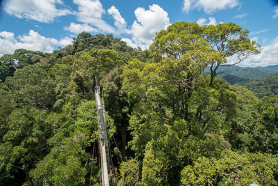 Ulu Temburong National Oark, Canopy Walk, Hängebrücke, Entdeckerreise durch Westmalaysia, Borneo & Brunei