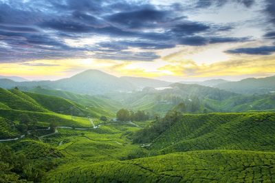 Cameron Highlands, Malaysia Reise
