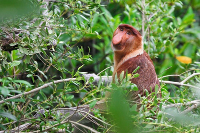 Nasenaffe im Bako Nationalpark, Malaysia Rundreise